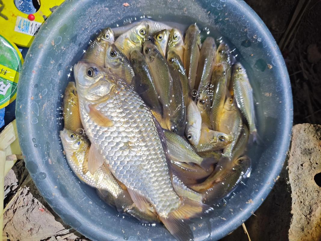 野釣鯽魚技巧_小細靈釣鯽魚_夏天釣魚技巧野釣鯽魚