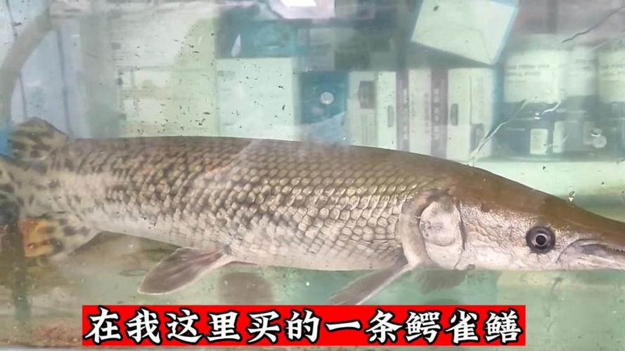 雀嘴鱔魚苗圖片_雀嘴鱔和鱷雀鱔是一種嗎_雀嘴鱔