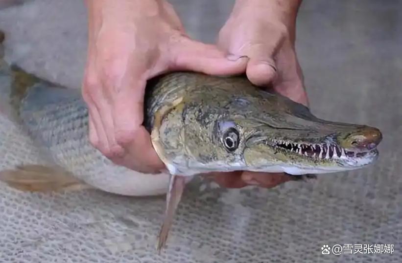 雀嘴鱔魚苗圖片_雀嘴鱔和鱷雀鱔是一種嗎_雀嘴鱔