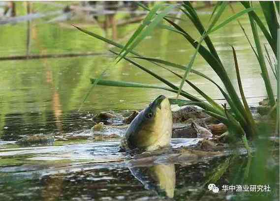 草魚飼料配方比例_草魚不同生長階段飼料配方_草魚餌料系數一般是多少