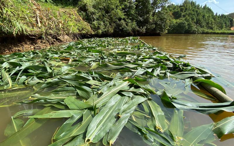 草魚飼料配方比例_草魚不同生長階段飼料配方_草魚餌料系數一般是多少