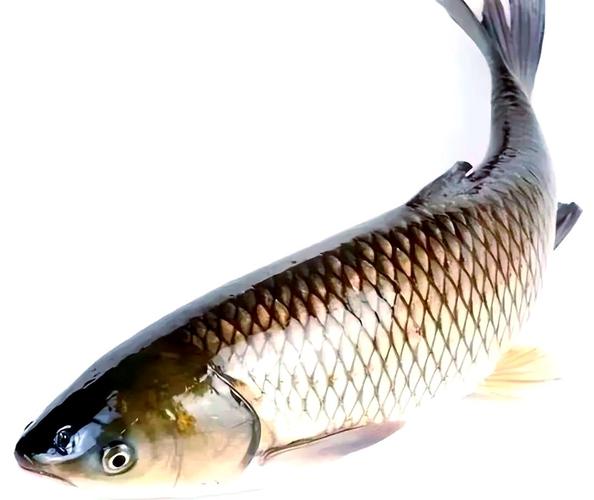 餌料系數計算公式_草魚餌料系數怎么算_什么叫餌料系數