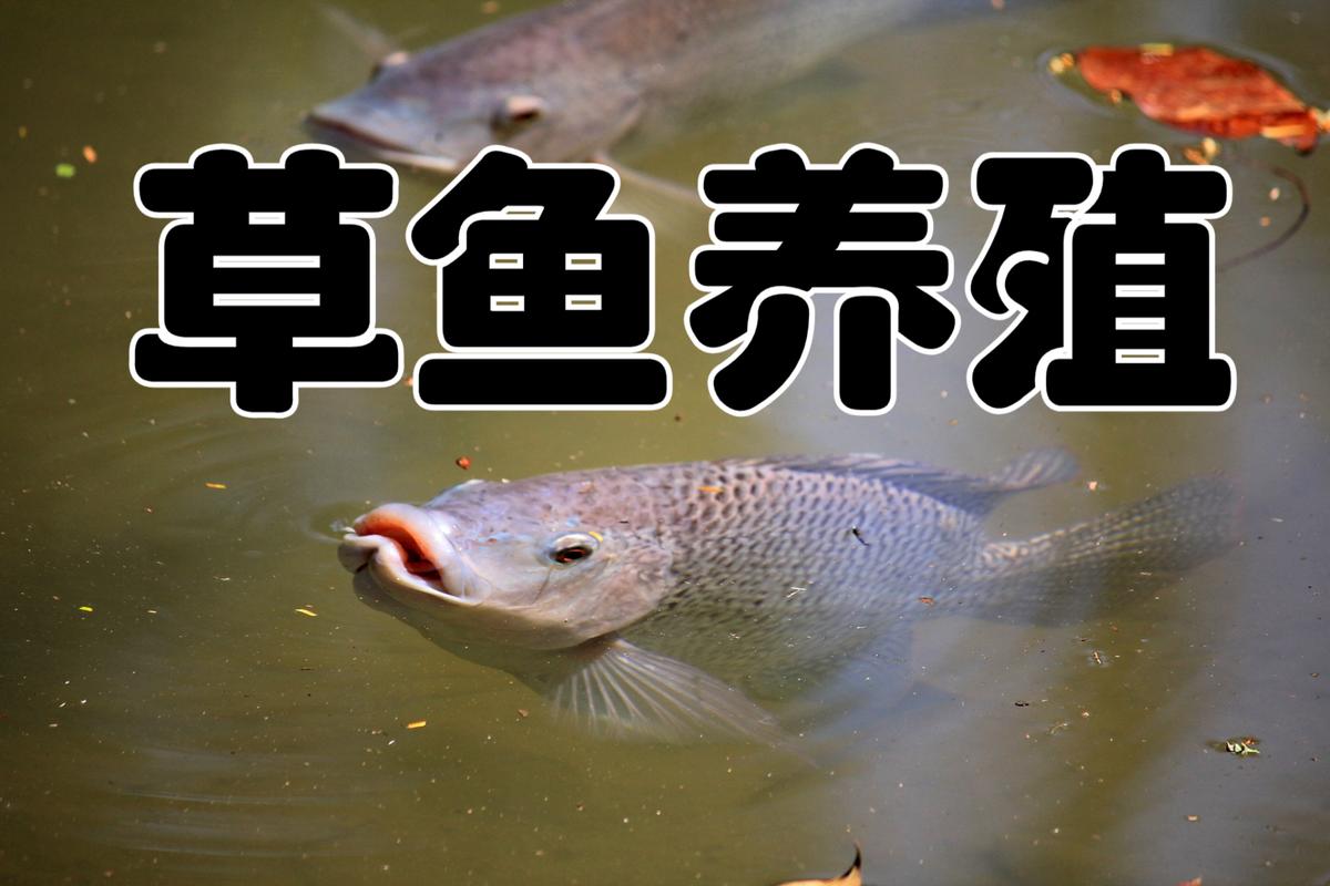 餌料系數計算公式_什么叫餌料系數_草魚餌料系數怎么算