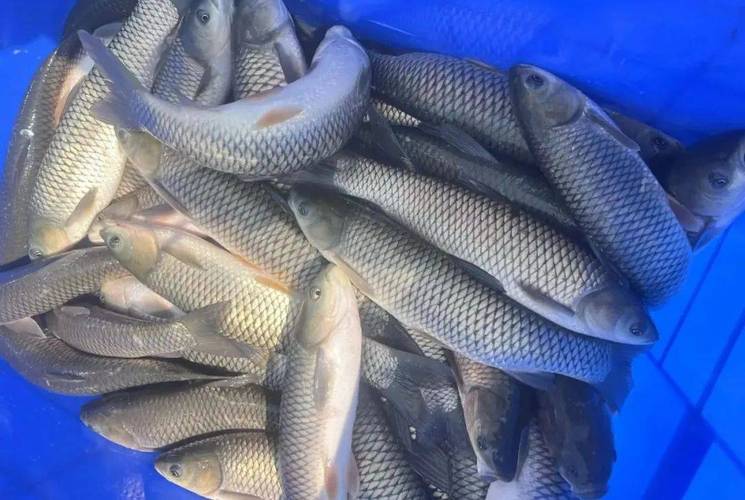 什么叫餌料系數_草魚餌料系數怎么算_餌料系數計算公式