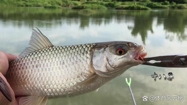 餌料系數與成本分析_魚蛋白含量對生長速度影響_草魚餌料系數標準