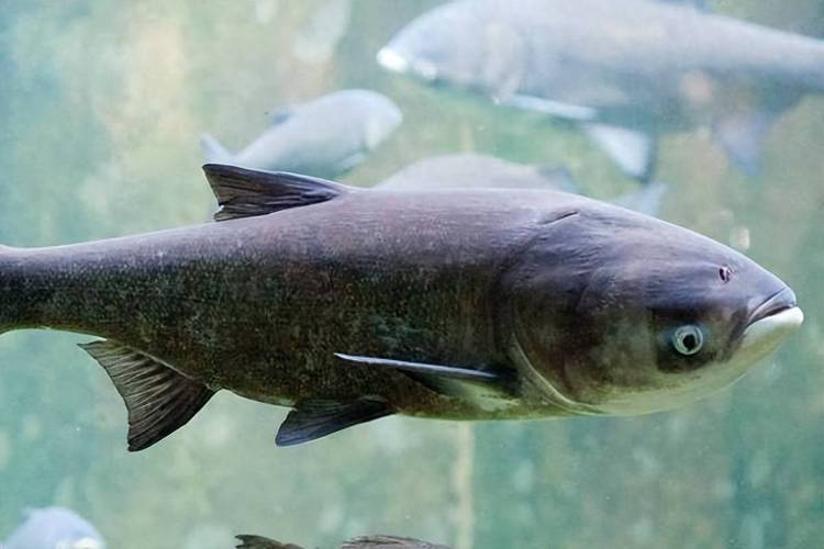 巨型塘鲺_塘鲺不吃原因_廣東大塘鲺