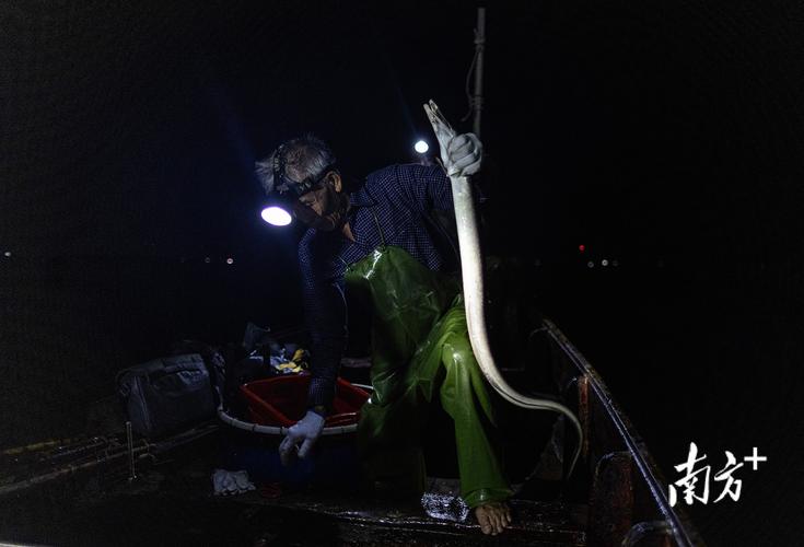 鰻魚生命周期_鰻魚_怎么釣鰻魚_鰻魚繁殖之謎