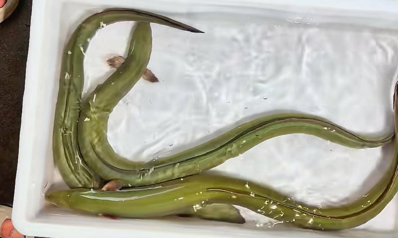 鰻魚_怎么釣鰻魚_鰻魚繁殖之謎_鰻魚生命周期