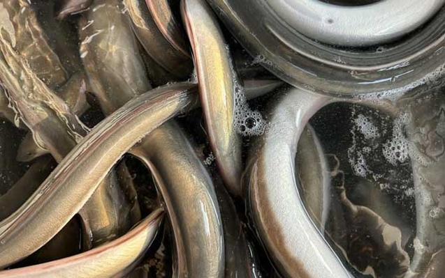 鰻魚生命周期_鰻魚_怎么釣鰻魚_鰻魚繁殖之謎