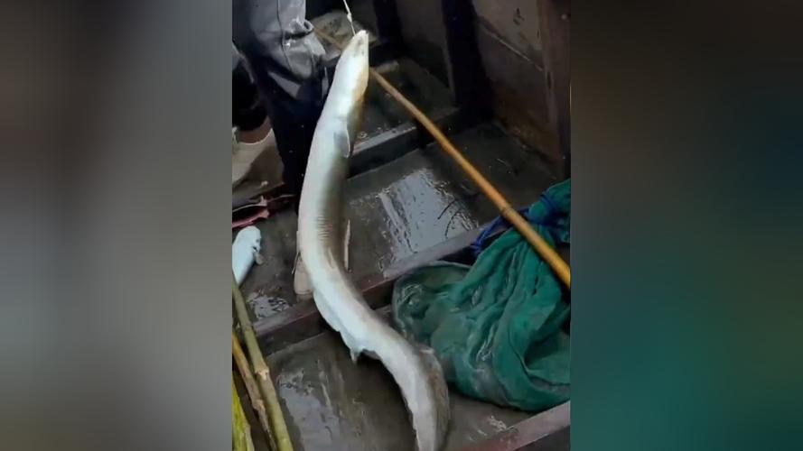 鰻魚洄游習性特點_鰻魚人工繁育困難_鰻魚_怎么釣鰻魚_釣魚百科
