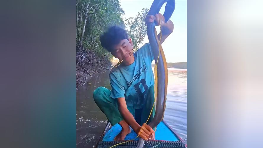 鰻魚_怎么釣鰻魚_釣魚百科_鰻魚人工繁育困難_鰻魚洄游習性特點