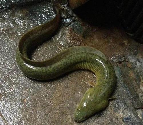 鰻魚_怎么釣鰻魚_釣魚百科_鰻魚洄游習性特點_鰻魚人工繁育困難