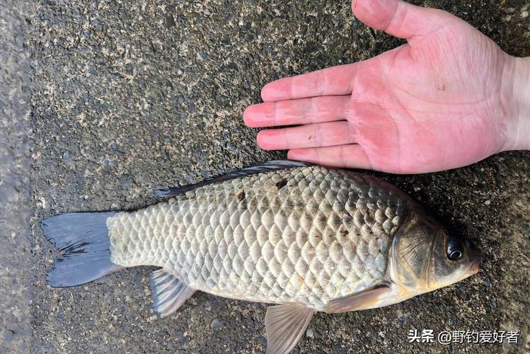 野釣28調還是37調_野釣鯽魚調性選擇_28調37調鯽魚竿技巧