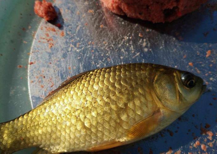 鯽魚生活習性_秋季釣鯽魚_鯽魚垂釣視頻