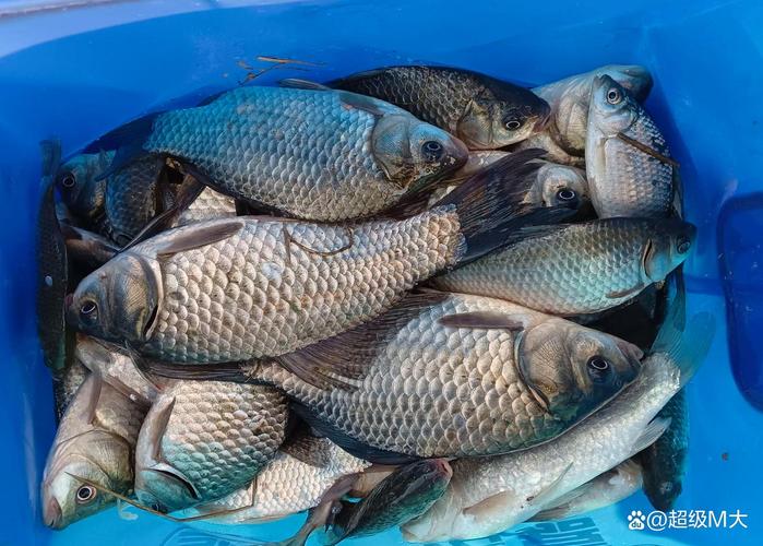 鯽魚垂釣視頻_鯽魚生活習性_秋季釣鯽魚