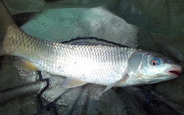 土鯪魚是什么魚_土鯪魚_土鯪魚的分布范圍