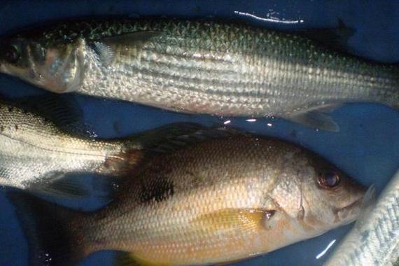 土鯪魚是什么魚_土鯪魚的分布范圍_土鯪魚