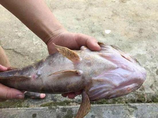 土鯪魚是什么魚_土鯪魚_土鯪魚的分布范圍