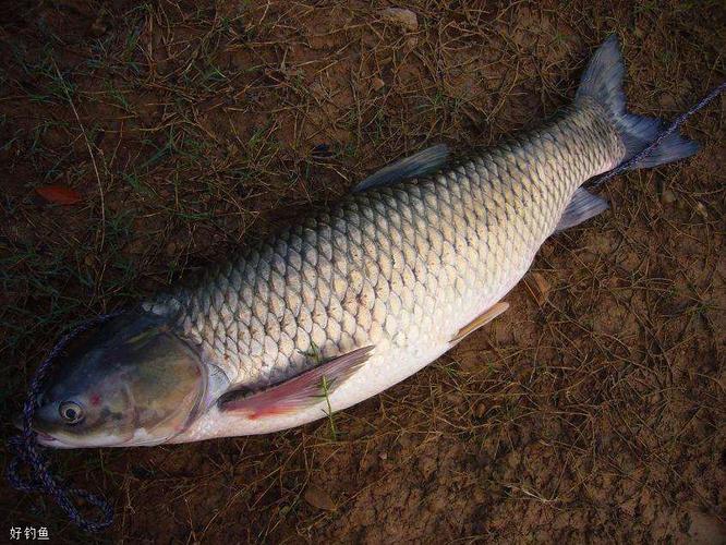 魚餌哪個牌子好 釣魚餌料品牌推薦 釣魚餌料型號測評_草魚餌料推薦前十
