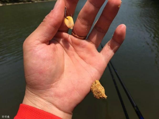 海竿釣草魚用什么餌料_海竿釣草魚用什么鉤_海竿串鉤釣草魚餌料