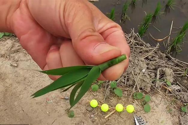 昆蟲串鉤浮釣_海竿串鉤釣草魚餌料_秋季草魚釣法