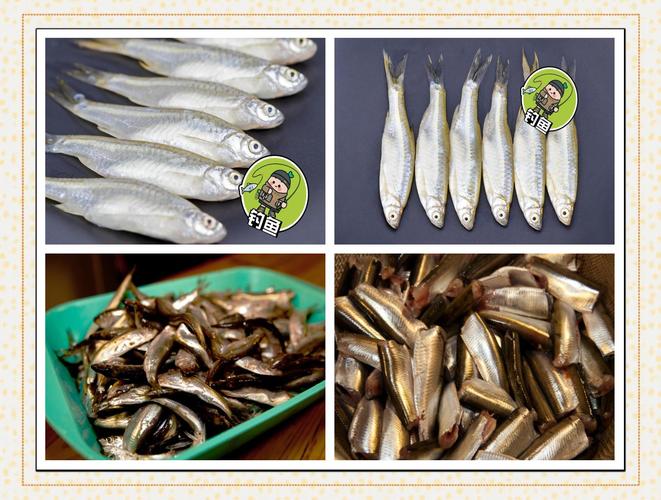 冬天釣白條攻略_白條_如何釣白條_白條冬季垂釣技巧