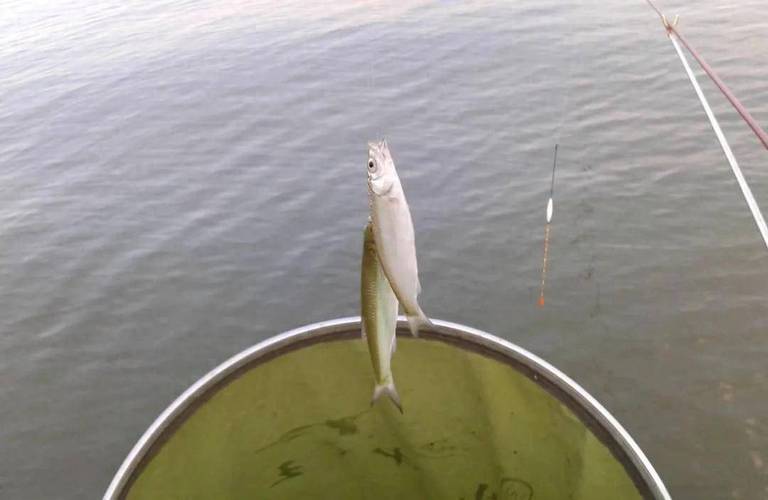 白條_如何釣白條_白條冬季垂釣技巧_冬天釣白條攻略