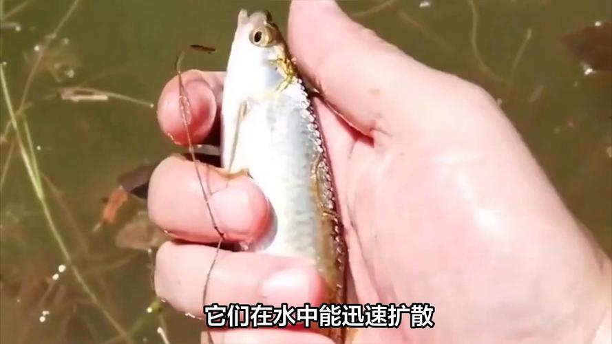 白條冬季垂釣技巧_冬天釣白條攻略_白條_如何釣白條