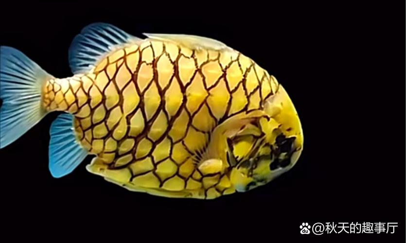 魚吃魚破解版_魚吃魚下載安裝_魚吃魚