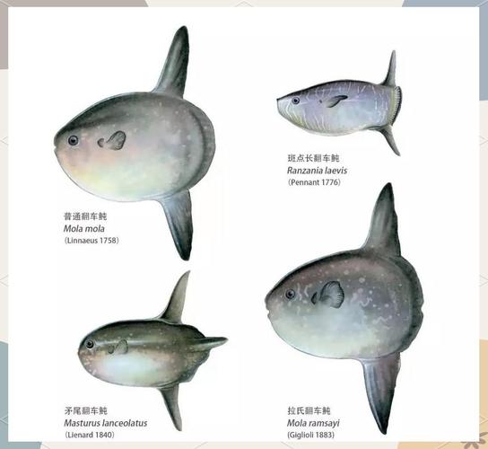 魚吃魚破解版_魚吃魚下載安裝_魚吃魚