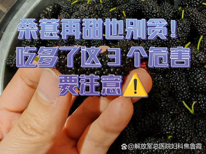 4類人群不宜吃桑葚_孕婦慎吃桑葚_桑葚食用禁忌