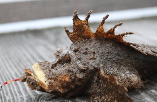 老虎魚有毒嗎_虎頭魚頭部棘刺毒性_虎頭魚棘刺有毒