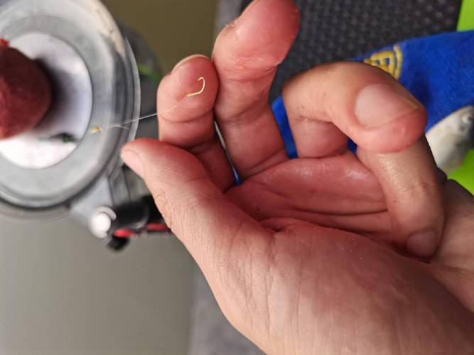 虎頭魚棘刺有毒_老虎魚有毒嗎_虎頭魚頭部棘刺毒性