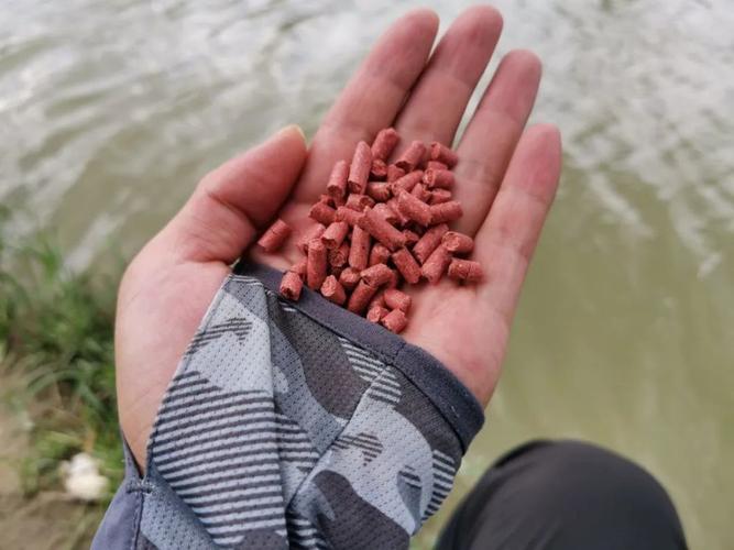 黑坑釣草魚用什么餌料最好 夏天_黑坑釣魚餌料配方_黑坑鯉魚餌料推薦