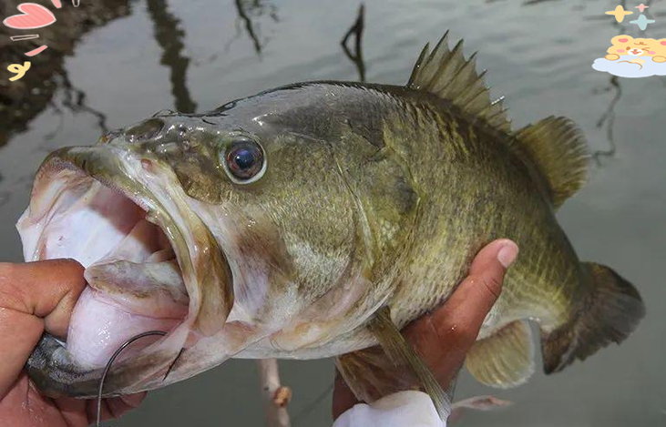 黑坑釣魚餌料配方_黑坑鯉魚餌料推薦_黑坑釣草魚用什么餌料最好 夏天