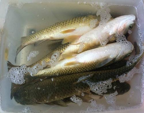 黑坑釣魚技巧_夏季黑坑選位調漂餌料_黑坑釣草魚用什么餌料最好 夏天