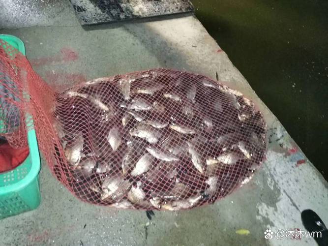 黑坑釣草魚用什么餌料最好 夏天_夏季黑坑選位調漂餌料_黑坑釣魚技巧