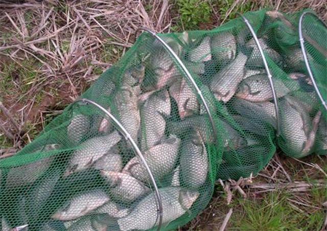 餌料制作技巧_面食_面餌的制作與掛鉤_自制餌料原料選擇