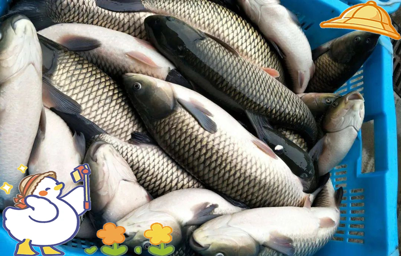 黑坑釣草魚餌料選擇_黑坑釣草魚用什么餌最好吃_夏季黑坑釣草魚技巧