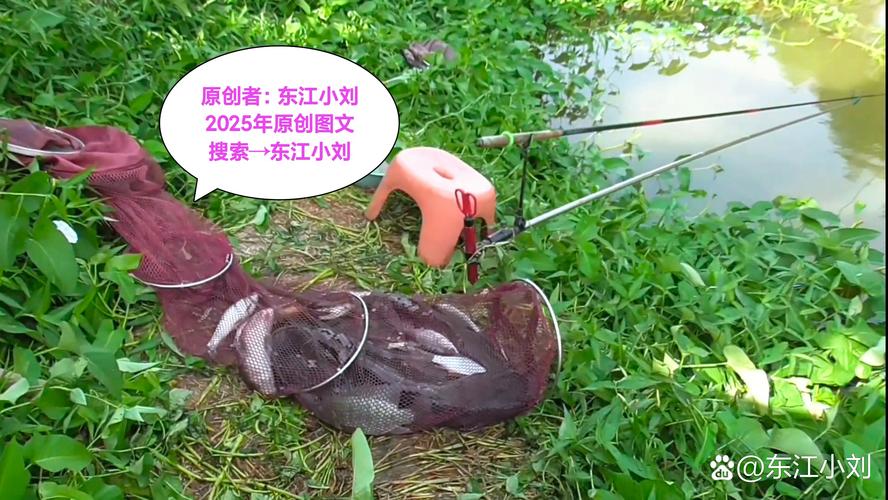 黑坑釣草魚用什么餌最好吃_黑坑釣草魚餌料選擇_夏季黑坑釣草魚技巧