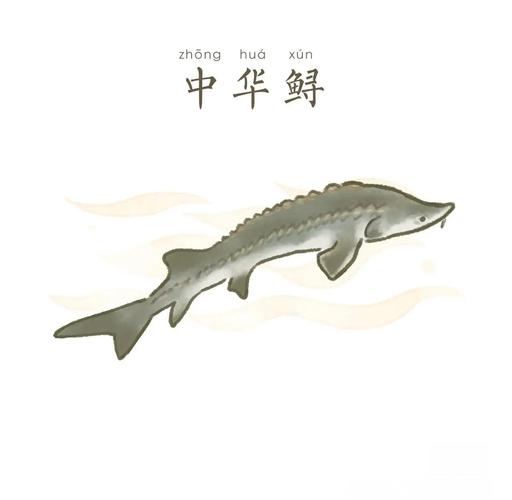 中華鱘生活習性_中華鱘活化石_中華鱘