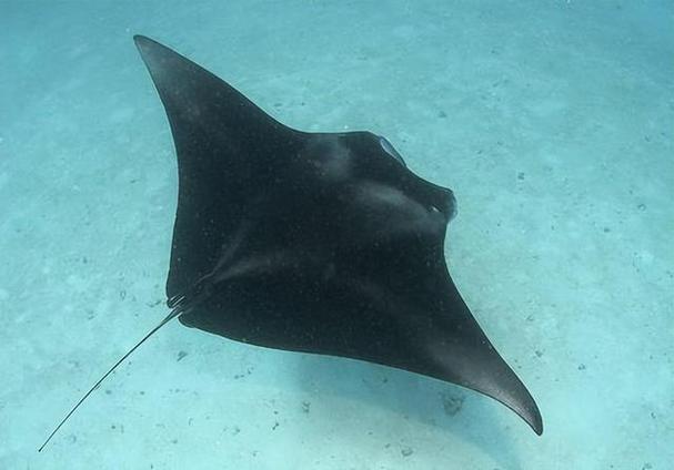 蝠鲼習性怪異_魔鬼魚又叫什么魚_魔鬼魚為什么叫魔鬼魚