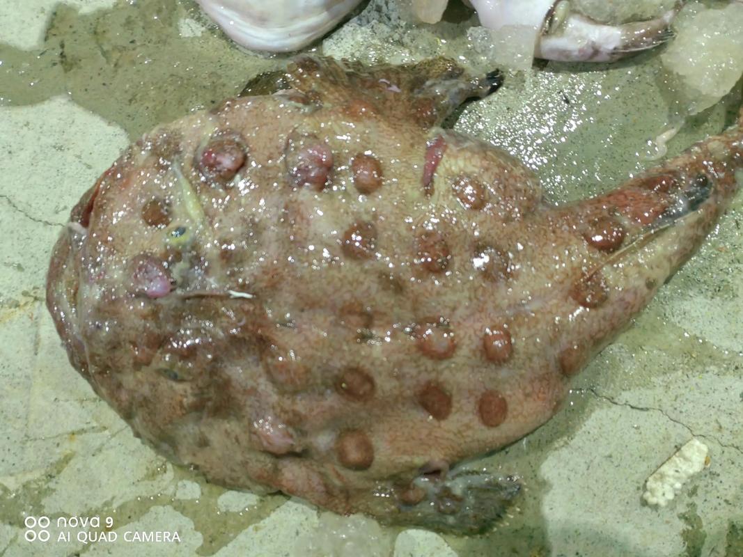 魔鬼魚又叫什么魚_蝠鲼習性怪異_魔鬼魚為什么叫魔鬼魚