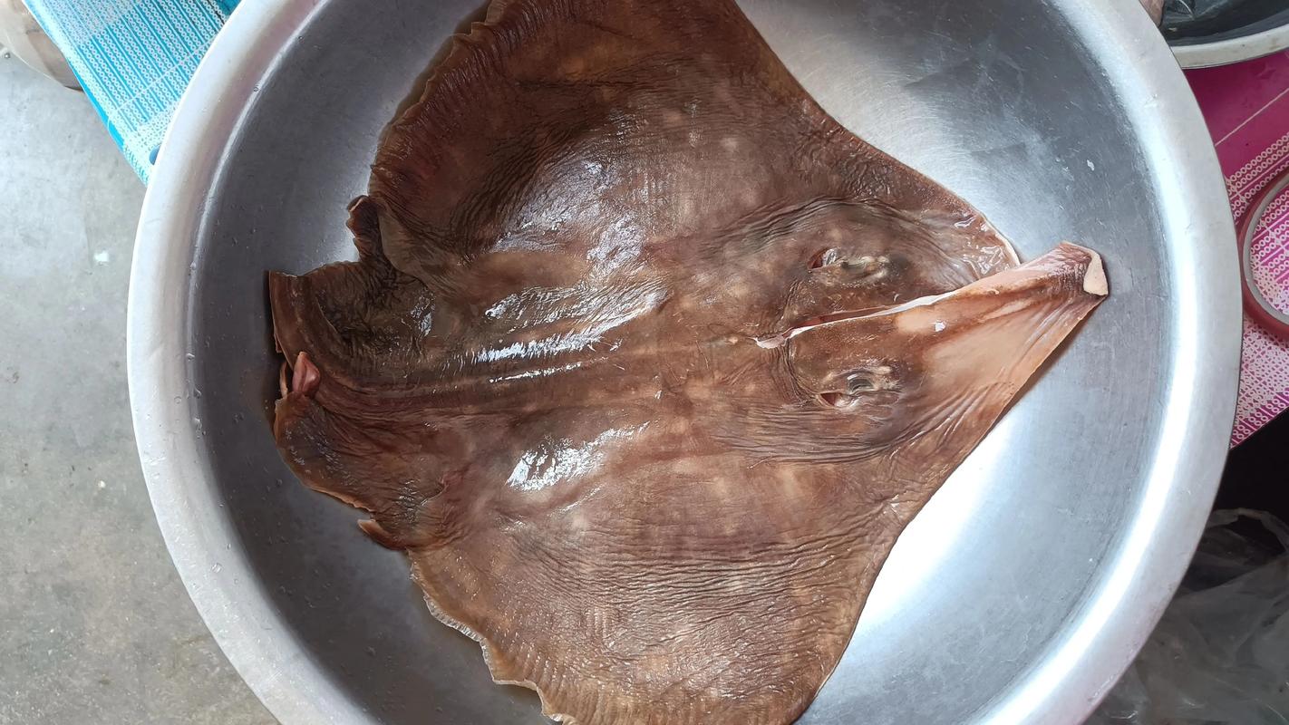 魔鬼魚為什么叫魔鬼魚_魔鬼魚又叫什么魚_蝠鲼習性怪異