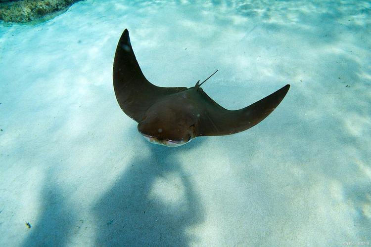 魔鬼魚又叫什么魚_魔鬼魚行為特征_魔鬼魚與漁民互動