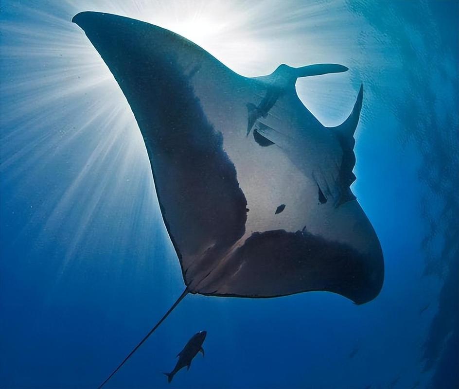 魔鬼魚行為特征_魔鬼魚又叫什么魚_魔鬼魚與漁民互動