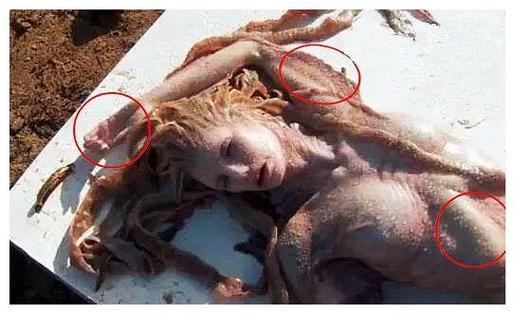 美人魚起源和形象_澳大利亞發現美人魚_美人魚目擊和發現記錄