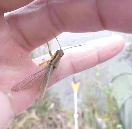 冬季釣草魚用什么餌料好用_螞蚱釣草魚效果_釣草魚蟲餌