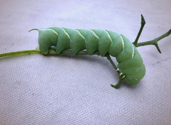 釣草魚蟲餌_冬季釣草魚用什么餌料好用_螞蚱釣草魚效果