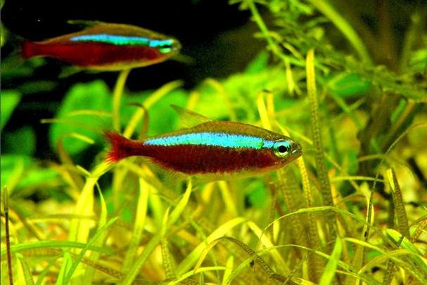 寶蓮燈魚繁殖技巧_寶蓮燈魚繁殖方法_寶蓮燈魚